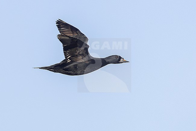 Common scoter (Melanitta nigra), side view of an adult male in flight, Northeastern Region, Iceland stock-image by Agami/Saverio Gatto,
