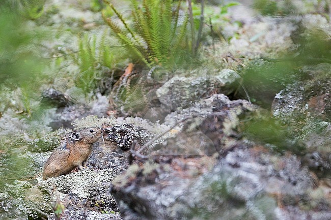 Pika on the ground in Ochotona, Russia (Irkutsk) stock-image by Agami/Ralph Martin,