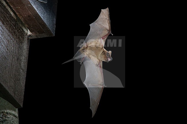 Rosse vleermuis vliegend; Noctule flying stock-image by Agami/Theo Douma,