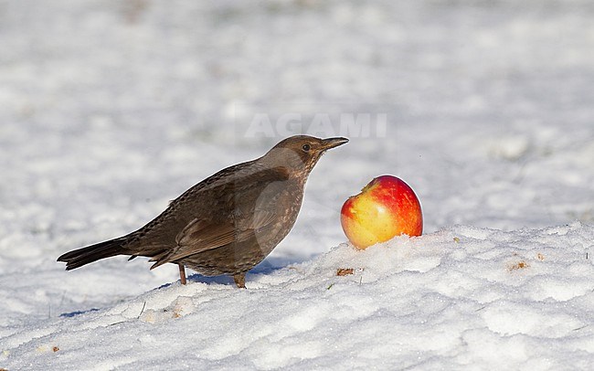 Adult female Common Blackbird (Turdus merula merula) eating apples in snow at Holte, Denmark stock-image by Agami/Helge Sorensen,