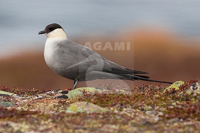 Long-tailed Jaeger (Stercorarius longicaudus), adult standing on the ground stock-image by Agami/Saverio Gatto,
