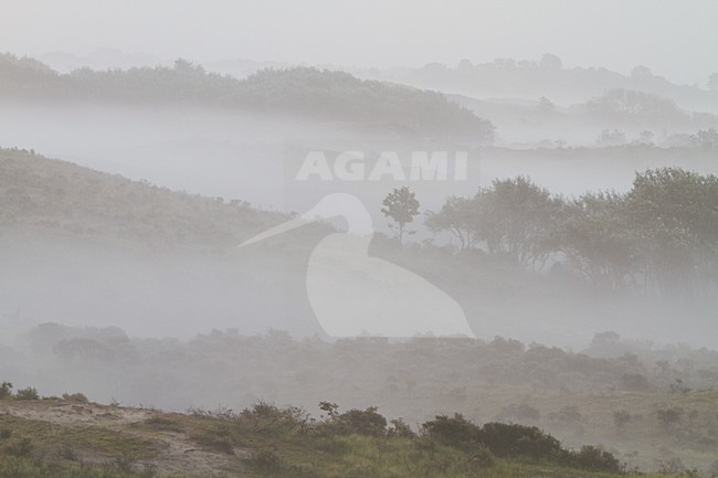 Mist over Berkheide, Fog over Berkheide stock-image by Agami/Menno van Duijn,