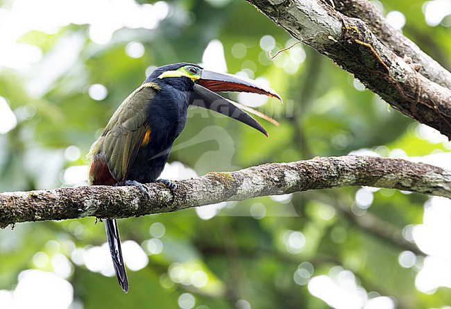 Yellow-eared Toucanet (Selenidera spectabilis) male in Panama stock-image by Agami/Roy de Haas,
