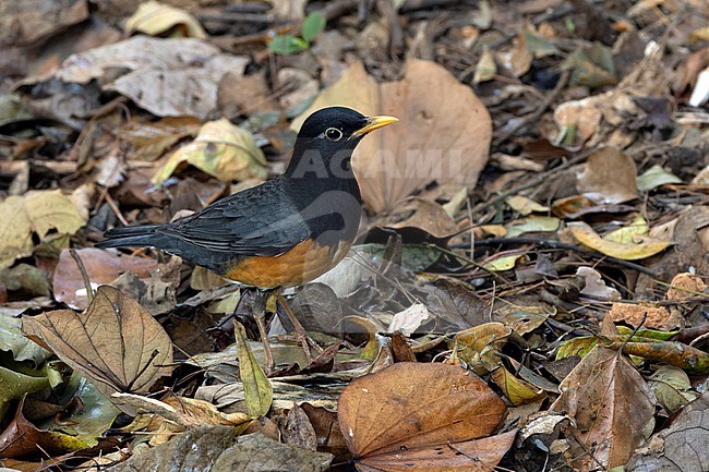 Male Black-breasted Thrush (Turdus dissimilis) at Doi Ang Khang, Thailand stock-image by Agami/David Monticelli,