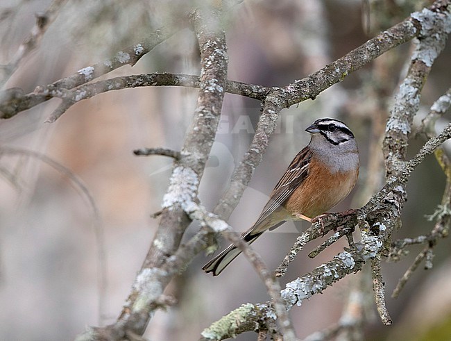 Rock Bunting (Emberiza cia cia) perched in bush in Extremadura, Spain stock-image by Agami/Helge Sorensen,