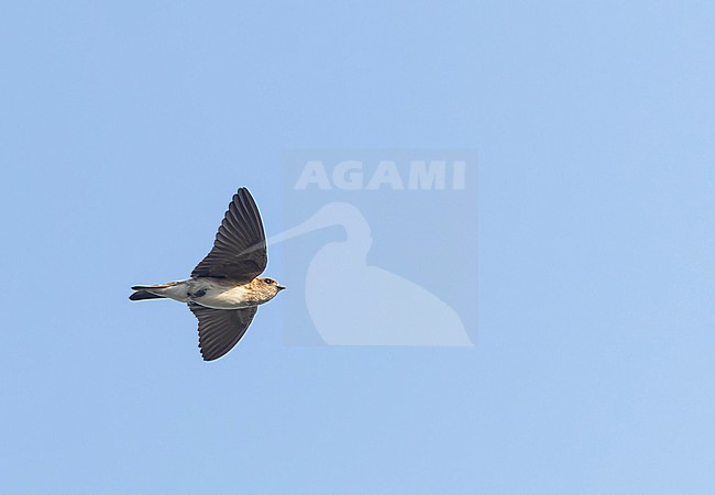 Immature Streak-throated swallow (Petrochelidon fluvicola) in India during autumn. stock-image by Agami/Marc Guyt,