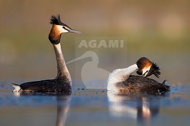 Great Crested Grebe (Podiceps cristatus) swimming in breeding plumage. Two grebes displaying. stock-image by Agami/Daniele Occhiato,