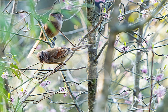Brown Parrotbill, Paradoxornis unicolor, in Nepal. Also known as Brown suthora. stock-image by Agami/Dani Lopez-Velasco,