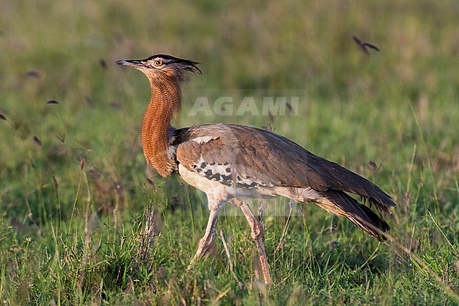 Portrait of a Kori bustard, Ardeotis kori, walking. Voi, Tsavo, Kenya stock-image by Agami/Sergio Pitamitz,