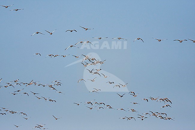 Greylag Goose - Graugans - Anser anser ssp. anser, Germany stock-image by Agami/Ralph Martin,