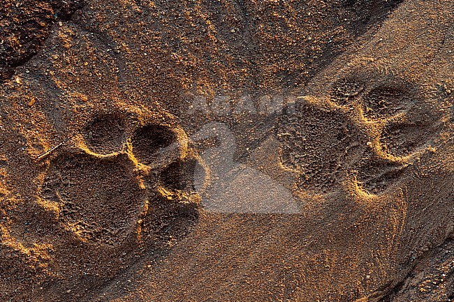 Lion tracks in the sand. Voi, Tsavo National Park, Kenya. stock-image by Agami/Sergio Pitamitz,