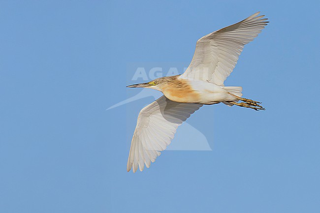 Squacco Heron (Ardeola ralloides), side view of an adult in flight, Campania, Italy stock-image by Agami/Saverio Gatto,
