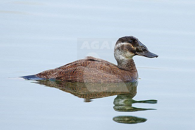 White-headed Duck (Oxyura leucocephala) taken the 22/05/2022 at Aix-en-Provence - France. stock-image by Agami/Nicolas Bastide,