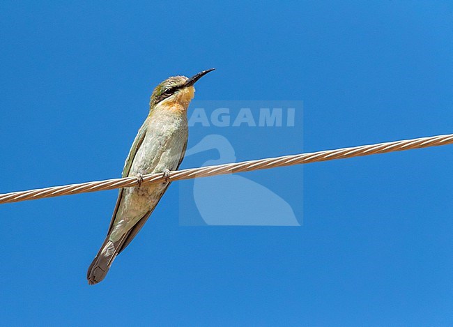 African Blue-cheeked bee-eater (Merops persicus chrysocercus) in Morocco. stock-image by Agami/Marc Guyt,