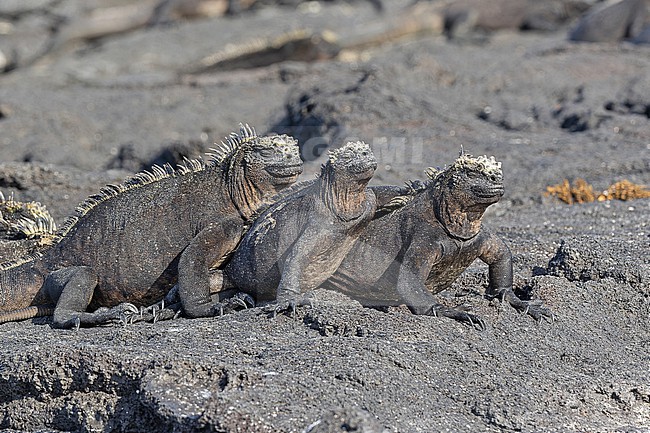 Marine iguana (Amblyrhynchus cristatus) on the Galapagos Islands, part of the Republic of Ecuador. Also known as the sea iguana, saltwater iguana, or Galápagos marine iguana. stock-image by Agami/Pete Morris,
