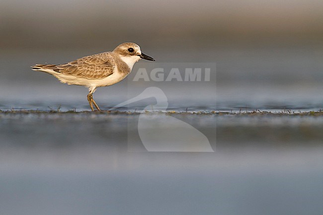 Greater Sand-Plover - WÃ¼stenregenpfeifer - Charadrius leschenaultii, Oman stock-image by Agami/Ralph Martin,