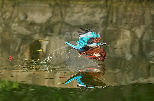 White-throated Kingfisher (Halcyon smyrnensis) at a city park in New Delhi, India. stock-image by Agami/Marc Guyt,