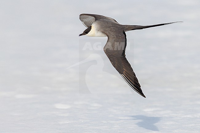 Long-tailed Jaeger (Stercorarius longicaudus), side view of an adult in flight, Finnmark, Norway stock-image by Agami/Saverio Gatto,