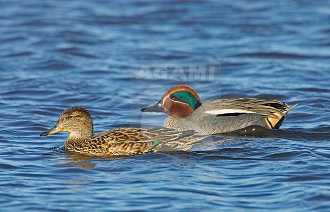 Wintertaling paartje zwemmend; Pair of Common Teal swimming stock-image by Agami/Markus Varesvuo,
