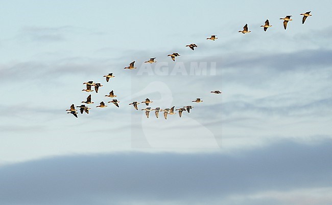 Flock, group of Tundra Bean Goose (Anser serrirostris) on migration and flying against a colourfull sunny, partly clouded, blue sky in early morning. Birds in sideview stock-image by Agami/Ran Schols,