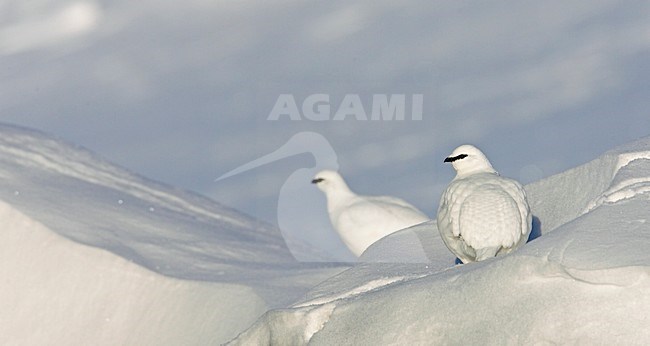 Alpensneeuwhoen in de sneeuw; Rock Ptarmigan in the snow stock-image by Agami/Markus Varesvuo,