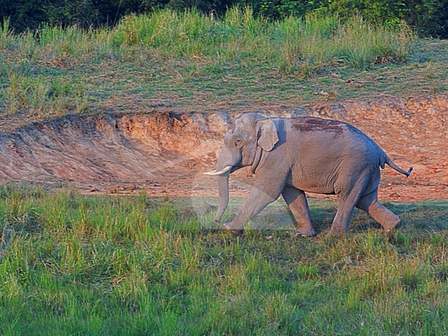 Mannetje Indische Olifant, Male Indian Elephant stock-image by Agami/Alex Vargas,