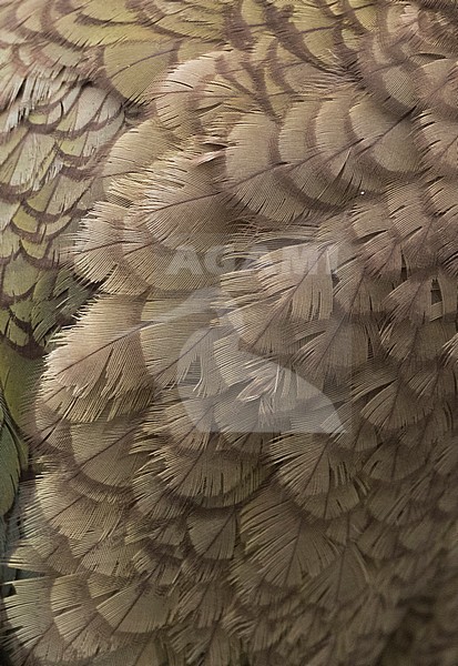 Endangered Kea (Nestor notabilis) at the Homer Tunnel, South Island, New Zealand stock-image by Agami/Marc Guyt,