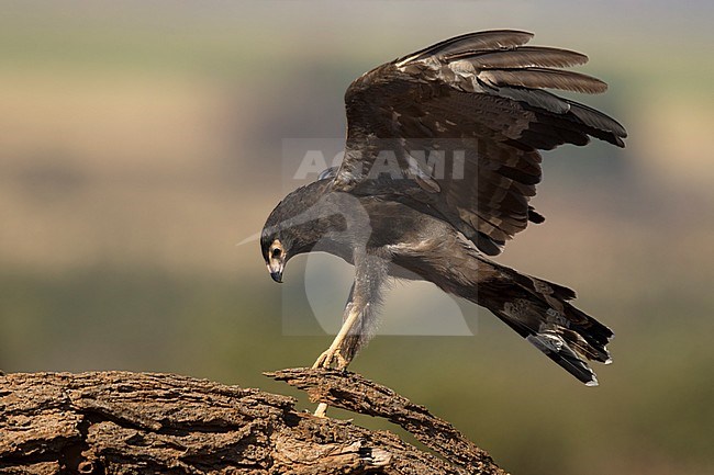 kaalkopkiekendief zoekend naar voedsel; african harrier hawk searching for prey; stock-image by Agami/Walter Soestbergen,