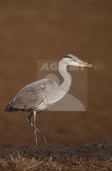Immature Grey Heron stock-image by Agami/Alain Ghignone,