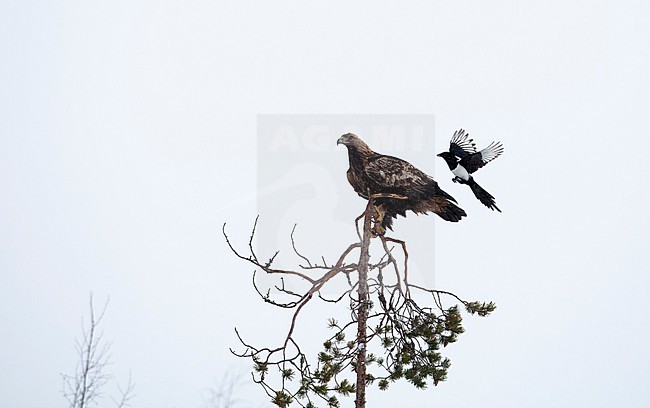 Northern Magpie (Pica pica fennorum) interacting with Golden Eagle at Utarjärvi, Finland stock-image by Agami/Helge Sorensen,