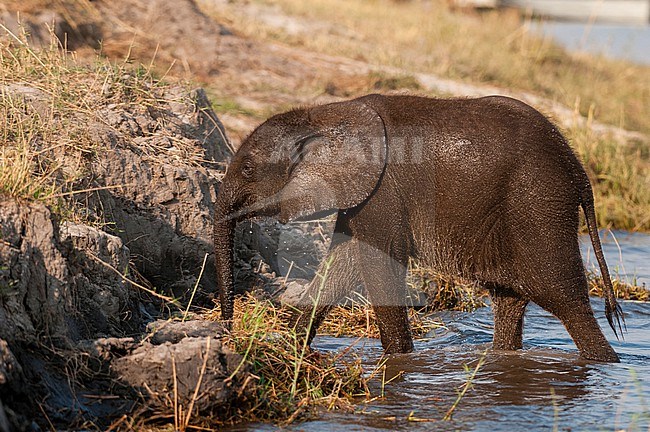 An African elephant calf, Loxodonda africana, walking out of the water. Chobe National Park, Botswana. stock-image by Agami/Sergio Pitamitz,