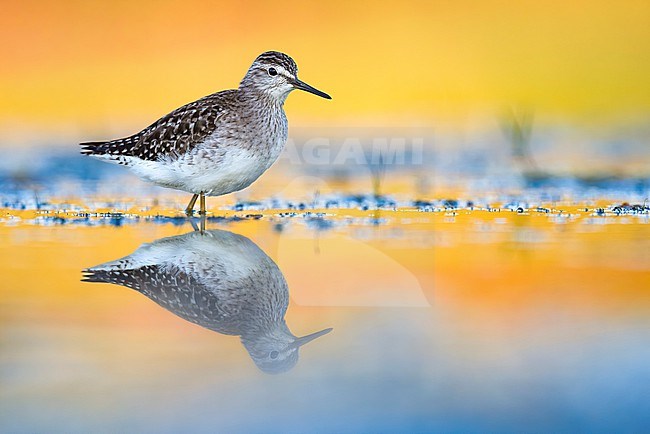 Wood Sandpiper (Tringa glareola) in Italy. stock-image by Agami/Daniele Occhiato,