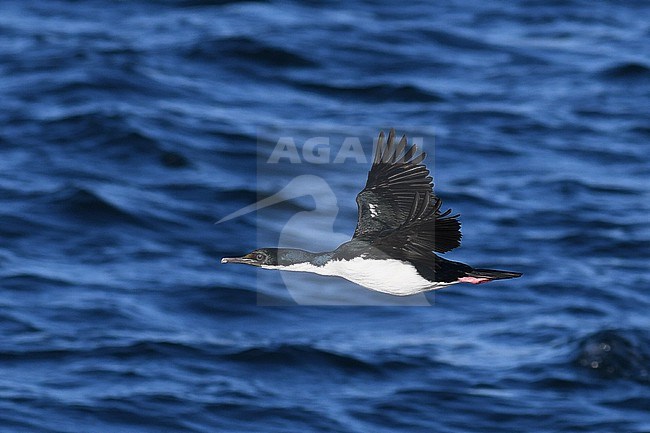 Imperial Shag, Leucocarbo atriceps, in Patagonia, Argentina. stock-image by Agami/Laurens Steijn,