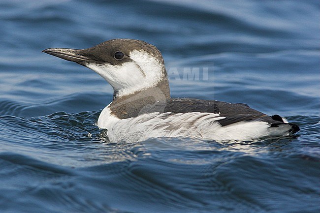 Common Murre (Uria aalge) swimming on the ocean near Victoria, BC, Canada. stock-image by Agami/Glenn Bartley,