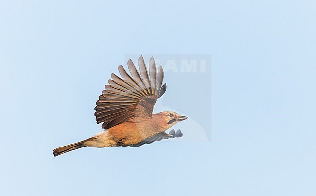 Eurasian Jay, Garrulus glandarius, in flight in the Netherlands. stock-image by Agami/Marc Guyt,