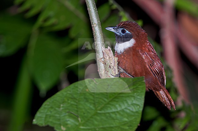 White-bibbed Babbler (Stachyris thoracica) Perched on a branch in Java stock-image by Agami/Dubi Shapiro,