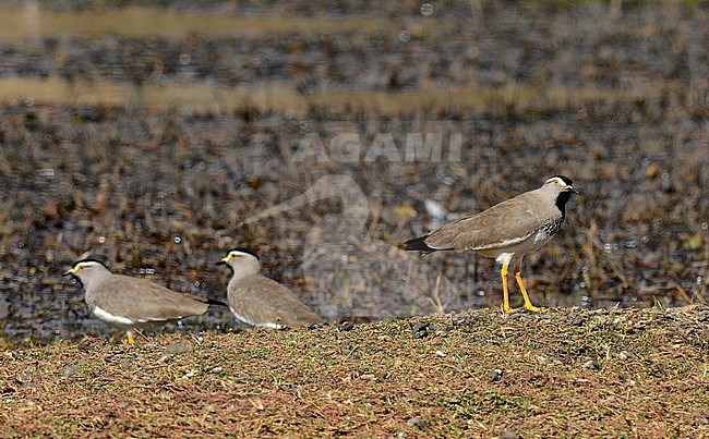 Endemic Spot-breasted Plover (Vanellus melanocephalus) in Ethiopia.  An endemic wader to the Ethiopian highlands. stock-image by Agami/Laurens Steijn,