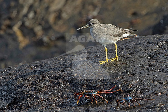 Wintering Wandering Tattler, Tringa incana, on the Galapagos Islands, part of the Republic of Ecuador. stock-image by Agami/Pete Morris,