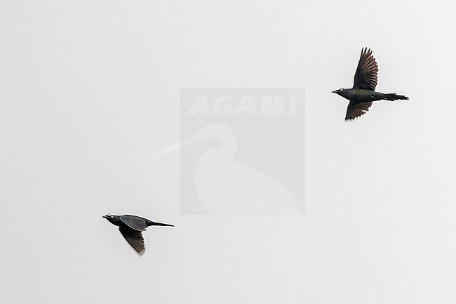 Yellow-eyed Starling (Aplonis mystacea) in Papua New Guinea. stock-image by Agami/Pete Morris,