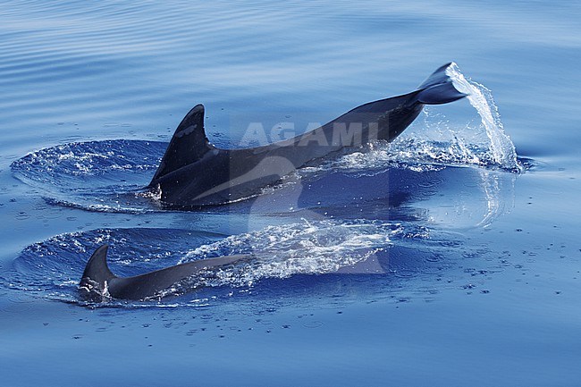 Bottlenose Dolphin (Tursiops truncatus) taken the 19/07/2022 at Toulon - Franc.e. stock-image by Agami/Nicolas Bastide,