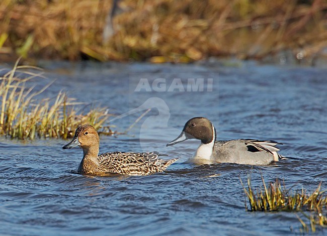 Paartje Pijlstaarten zwemmend; Pair of Northern Pintail swimming stock-image by Agami/Markus Varesvuo,