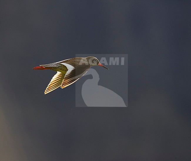 Tureluur in vlucht; Common Redshank in flight stock-image by Agami/Markus Varesvuo,
