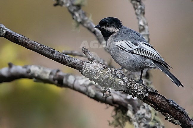 Miombo Tit (Melaniparus griseiventris) perched on a branch in Angola. stock-image by Agami/Dubi Shapiro,