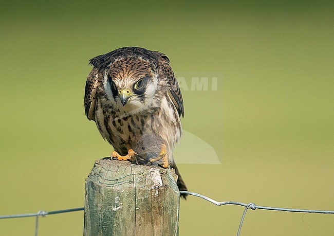 Immature Red-footed Falcon (Falco vespertinus) in the Netherlands. Perched on a wooden pole of a fench around a meadow in Biggekerke. With a tiny mouse in its talons. stock-image by Agami/Kris de Rouck,