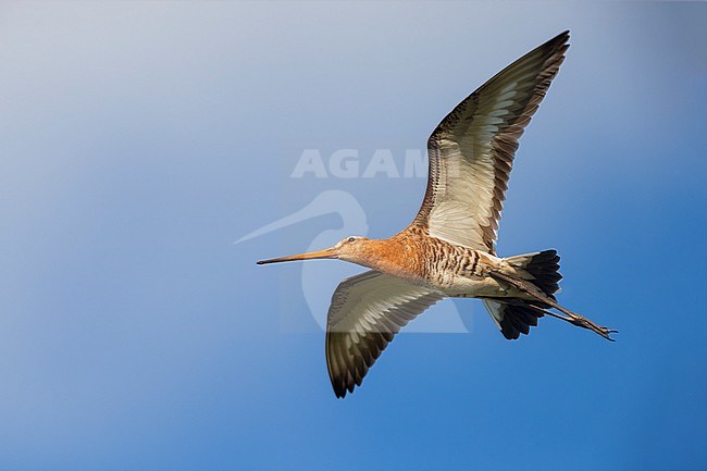 Grutto; Black-tailed Godwit; stock-image by Agami/Daniele Occhiato,