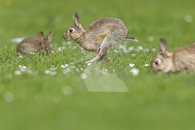Rabbit (Oryctolagus cuniculus) running in the grass in Evere, Brussels, Brabant, Belgium. stock-image by Agami/Vincent Legrand,