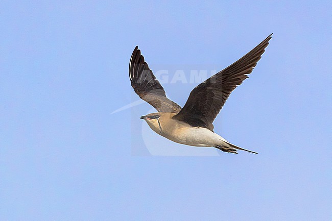 Vorkstaartplevier; Black-winged Pratincole; Glareola nordmanni stock-image by Agami/Daniele Occhiato,