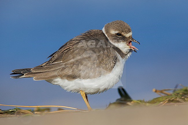 Ringed Plover (Charadrius hiaticula), side view of a juvenile standing on the sand, Campania, Italy stock-image by Agami/Saverio Gatto,