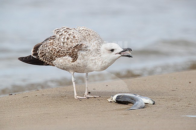 Yellow-legged Gull (Larus michahellis), juvenile eating a dead eel, Campania, Italy stock-image by Agami/Saverio Gatto,