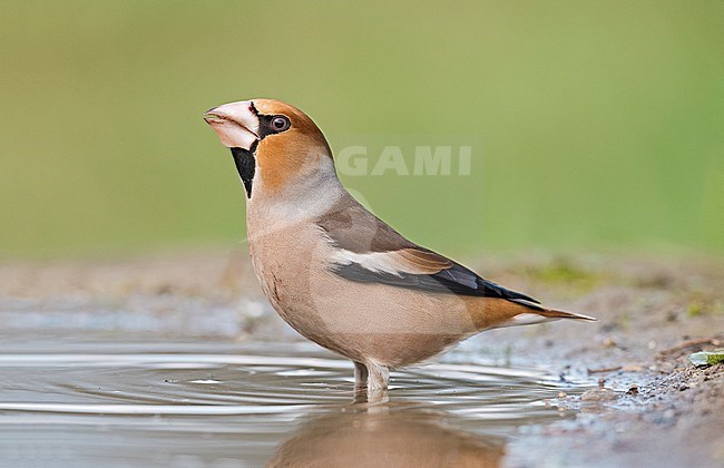 Hawfinch (Coccothraustes coccothraustes) drinking at forest pool in Italy. stock-image by Agami/Alain Ghignone,
